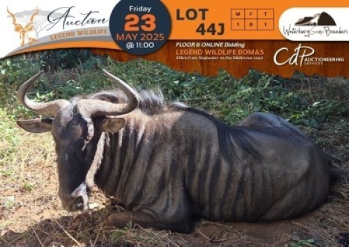 1 X Blue Wildebeest M:1 Waterberg Game Breeders
