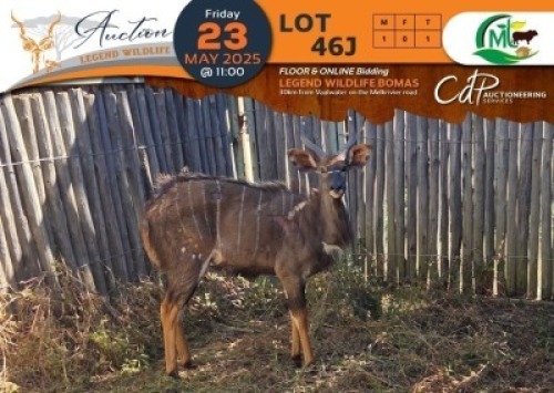 1 X Nyala M:1 Morgan Trading