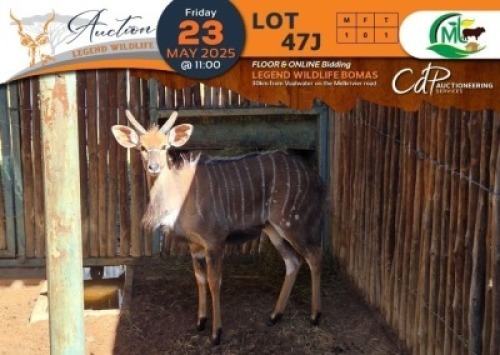 1 X Nyala M:1 Morgan Trading