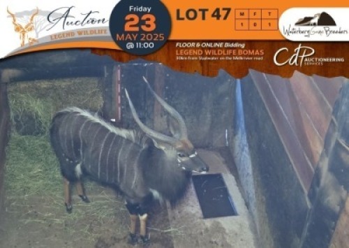 1 X Nyala M:1 Waterberg Game Breeders