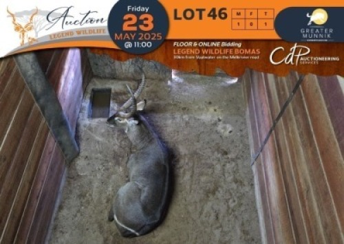 1 X Waterbuck M:1 Greater Munnik Conservancies Plaas: Dikgale