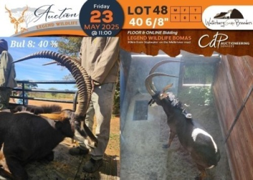 1 X 40 6/8" Sable M:1 Waterberg Game Breeders
