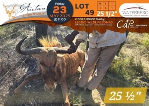 1 X 25 1/2" Golden Gnu M:1 Waterberg Aviation Air