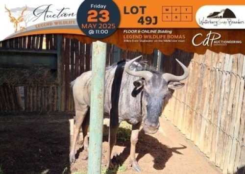 1 X Blue Wildebeest M:1 Waterberg Game Breeders