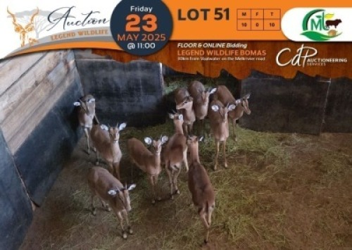 10 X Saddleback Split Impala M:10 Morgan Trading (Per Piece to take the lot/Per stuk om lot te neem)