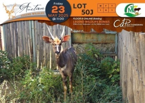 1 X Nyala M:1 Morgan Trading