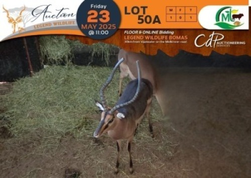 1 X Saddleback Impala M:1 Morgan Trading
