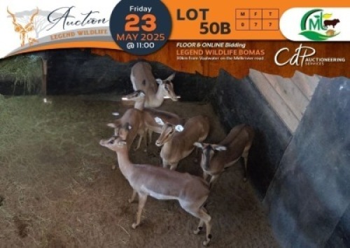 7 X Saddleback Split Impala V/F:7 Morgan Trading (Per Piece to take the lot/Per stuk om lot te neem)