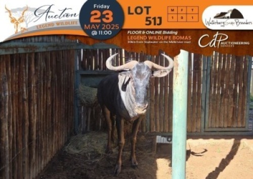 1 X Blue Wildebeest M:1 Waterberg Game Breeders