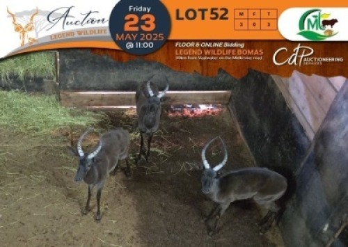 3 X Black Impala M:3 Morgan Trading (Per Piece to take the lot/Per stuk om lot te neem)
