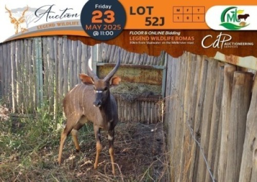 1 X Nyala M:1 Morgan Trading