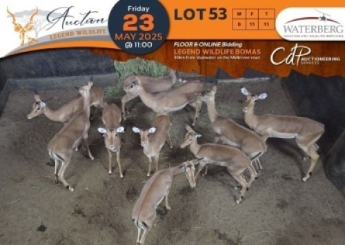 11 X Impala V/F:11 Waterberg Aviation Air (Per Piece to take the lot/Per stuk om lot te neem)