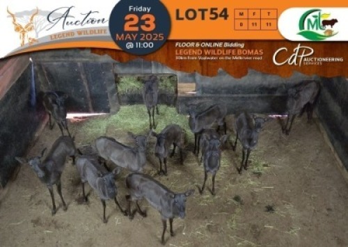 11 X Black Impala V/F:11 Morgan Trading (Per Piece to take the lot/Per stuk om lot te neem)