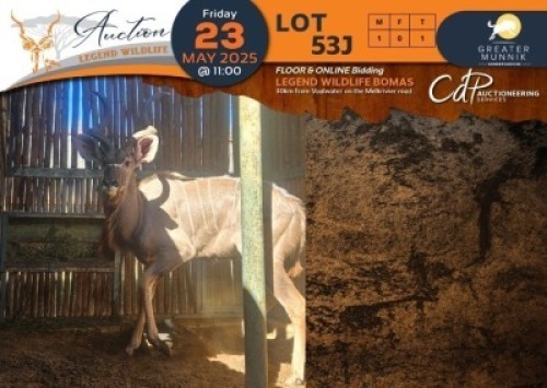 1 X Kudu M:1 Greater Munnik Conservancies Plaas: Dikgale