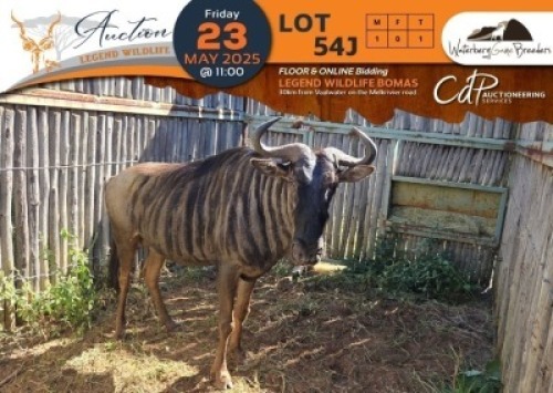 1 X Blue Wildebeest M:1 Waterberg Game Breeders