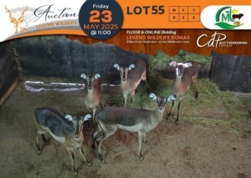 5 X Saddleback Impala V/F:5 Morgan Trading (Per Piece to take the lot/Per stuk om lot te neem)
