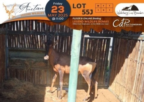 1 X Red Hartebeest M:1 Waterberg Game Breeders