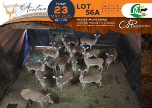 7 X Saddleback Split Impala V/F:7 Morgan Trading (Per Piece to take the lot/Per stuk om lot te neem)