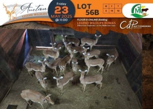 10 X Saddleback Split Impala V/F:10 Morgan Trading (Per Piece to take the lot/Per stuk om lot te neem)