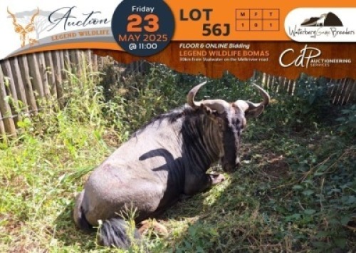 1 X Blue Wildebeest M:1 Waterberg Game Breeders