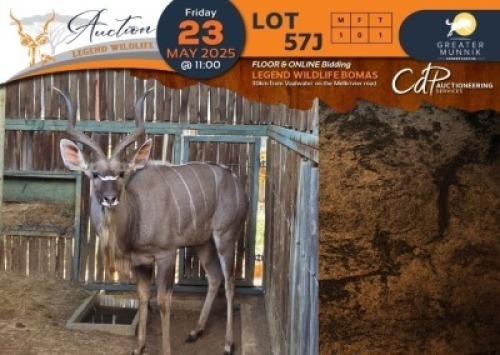 1 X Kudu M:1 Greater Munnik Conservancies Plaas: Mooketsi