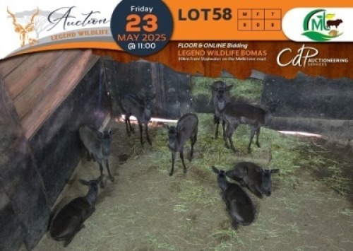 8 X Black Impala M:8 Morgan Trading (Per Piece to take the lot/Per stuk om lot te neem)