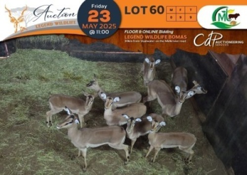 9 X Saddleback Split Impala V/F:9 Morgan Trading (Per Piece to take the lot/Per stuk om lot te neem)