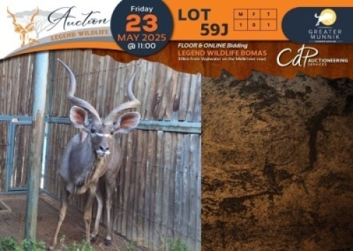 1 X Kudu M:1 Greater Munnik Conservancies Plaas: Mooketsi