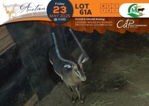 1 X Saddleback Impala M:1 Morgan Trading
