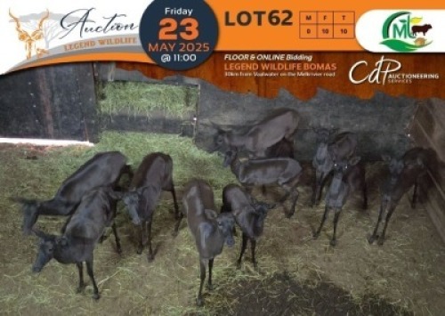10 X Black Impala V/F:10 Morgan Trading (Per Piece to take the lot/Per stuk om lot te neem)
