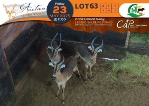 3 X Saddleback Impala M:3 Morgan Trading (Per Piece to take the lot/Per stuk om lot te neem)