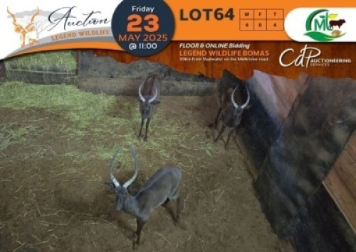 4 X Black Impala M:4 Morgan Trading (Per Piece to take the lot/Per stuk om lot te neem)