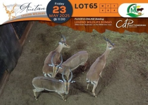 4 X Saddleback Split Impala M:4 Morgan Trading (Per Piece to take the lot/Per stuk om lot te neem)