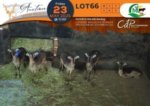 5 X Saddleback Impala M:5 Morgan Trading (Per Piece to take the lot/Per stuk om lot te neem)