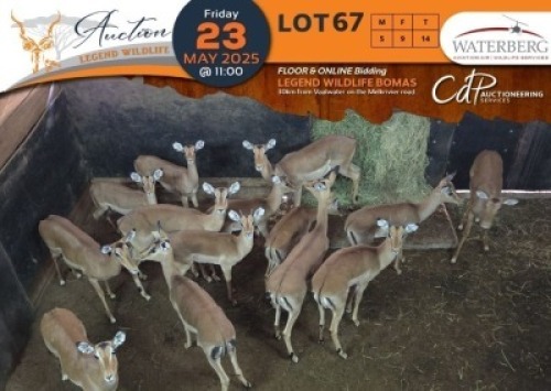 14 X Impala M:5 V/F:9 Waterberg Aviation Air (Per Piece to take the lot/Per stuk om lot te neem)