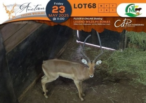 1 X Saddleback Split Impala M:1 Morgan Trading