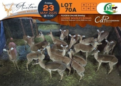 10 X Saddleback Split Impala V/F:10 Morgan Trading (Per Piece to take the lot/Per stuk om lot te neem)