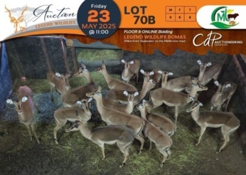 8 X Saddleback Split Impala V/F:8 Morgan Trading (Per Piece to take the lot/Per stuk om lot te neem)