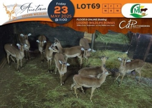 10 X Saddleback Split Impala M:10 Morgan Trading (Per Piece to take the lot/Per stuk om lot te neem)