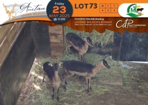 3 X Saddleback Impala V/F:3 Morgan Trading (Per Piece to take the lot/Per stuk om lot te neem)