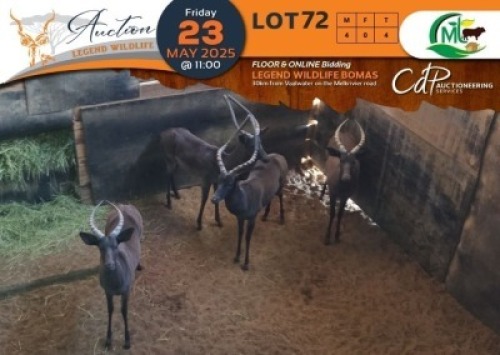 4 X Black Impala M:4 Morgan Trading (Per Piece to take the lot/Per stuk om lot te neem)