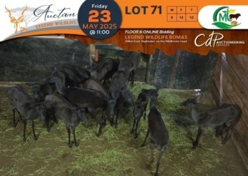 12 X Black Impala V/F:12 Morgan Trading (Per Piece to take the lot/Per stuk om lot te neem)