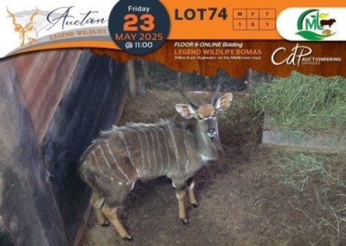 1 X Nyala M:1 Morgan Trading