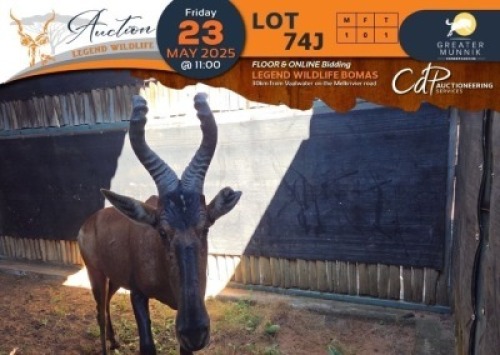 1 X Red Hartebeest M:1 Greater Munnik Conservancies Plaas: Bloemtuin
