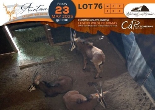 3 X Sable M:3 Waterberg Game Breeders (Per Piece to take the lot/Per stuk om lot te neem)