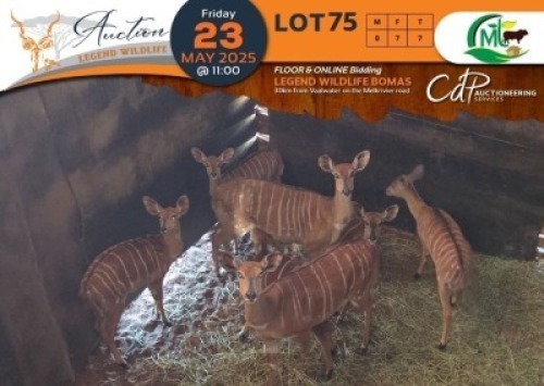 7 X Nyala V/F:7 Morgan Trading (Per Piece to take the lot/Per stuk om lot te neem)