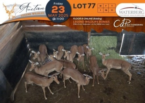 11 X Impala M:1 V/F:10 Waterberg Aviation Air (Per Piece to take the lot/Per stuk om lot te neem)