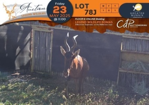 1 X Red Hartebeest M:1 Greater Munnik Conservancies Plaas: Bloemtuin