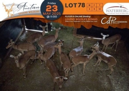 12 X Impala M:3 V/F:9 Waterberg Aviation Air (Per Piece to take the lot/Per stuk om lot te neem)