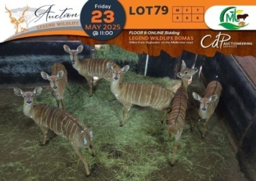 6 X Nyala V/F:6 Morgan Trading (Per Piece to take the lot/Per stuk om lot te neem)